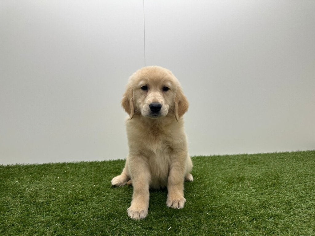 Chiots Golden Retriever