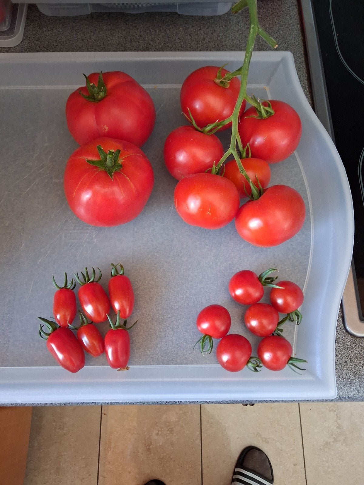 Biologische tomaten te koop, Tuin en Terras, Planten | Tuinplanten, Ophalen