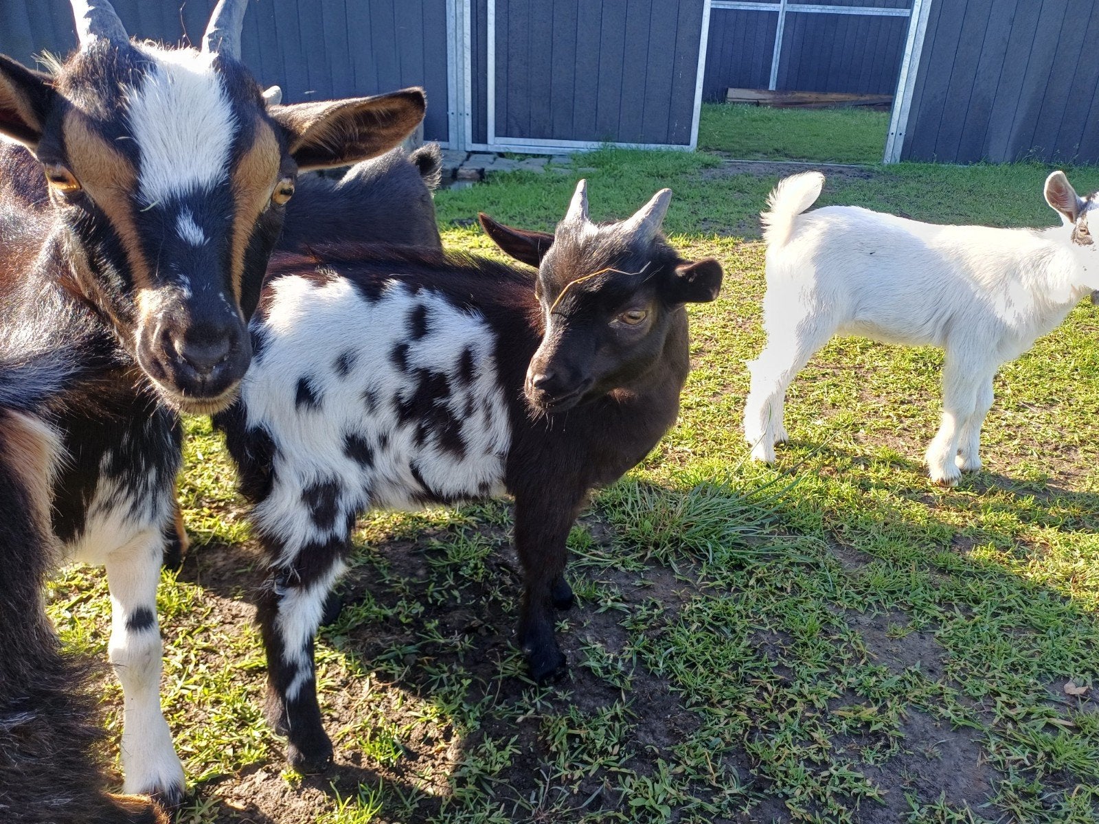 Dwerggeit, Mâle, Chèvre, 0 à 2 ans