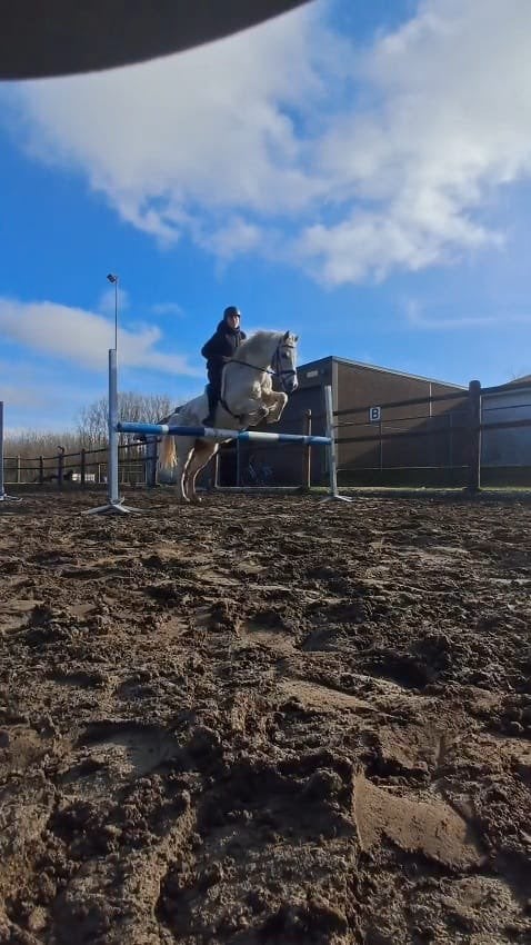 Connemara te koop, Dieren en Toebehoren, Paarden, Minder dan 160 cm, Zadelmak, 11 jaar of ouder, Recreatiepaard
