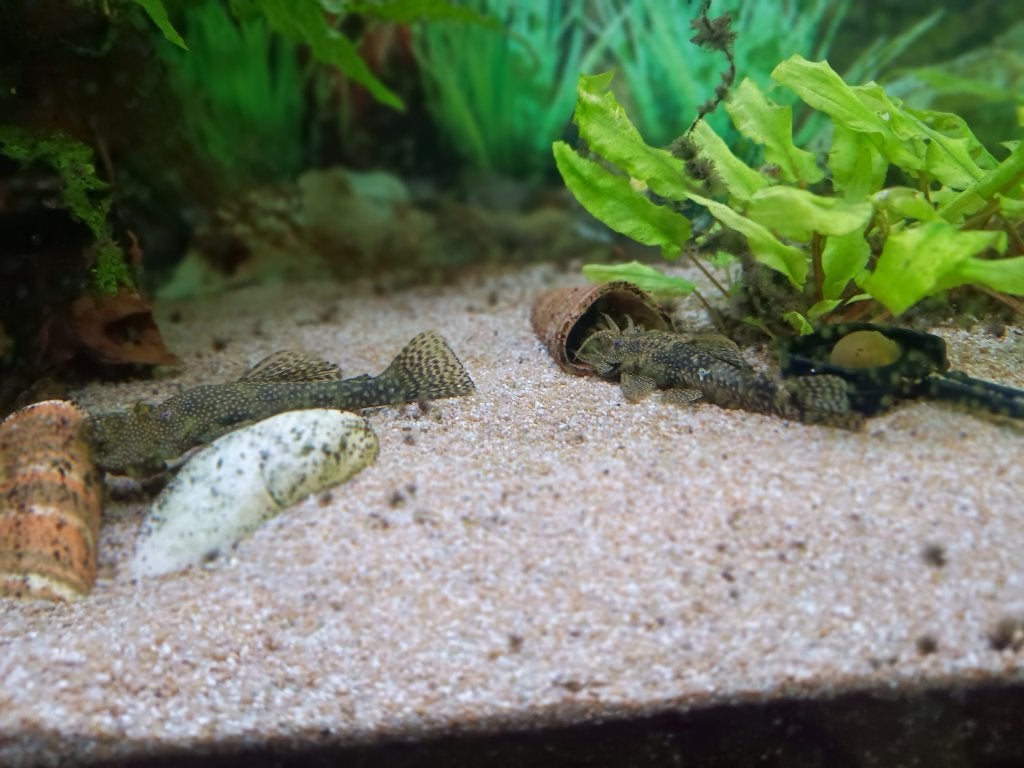 Borstelneuzen - Ancystrus - Algeneters, Dieren en Toebehoren, Vissen | Aquariumvissen, Vis, Zoetwatervis