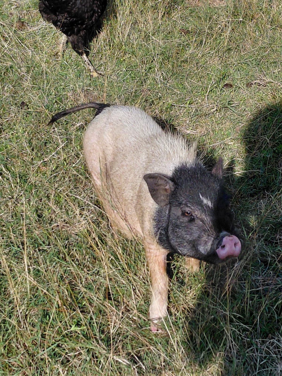 göttinger varken mannetje, Dieren en Toebehoren, Mannelijk, Varken, 0 tot 2 jaar
