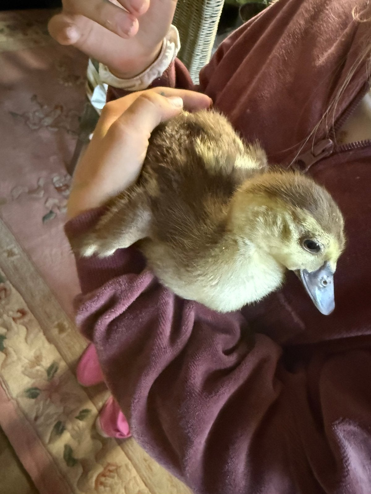 Jonge barberie eendjes, Animaux & Accessoires, Canard
