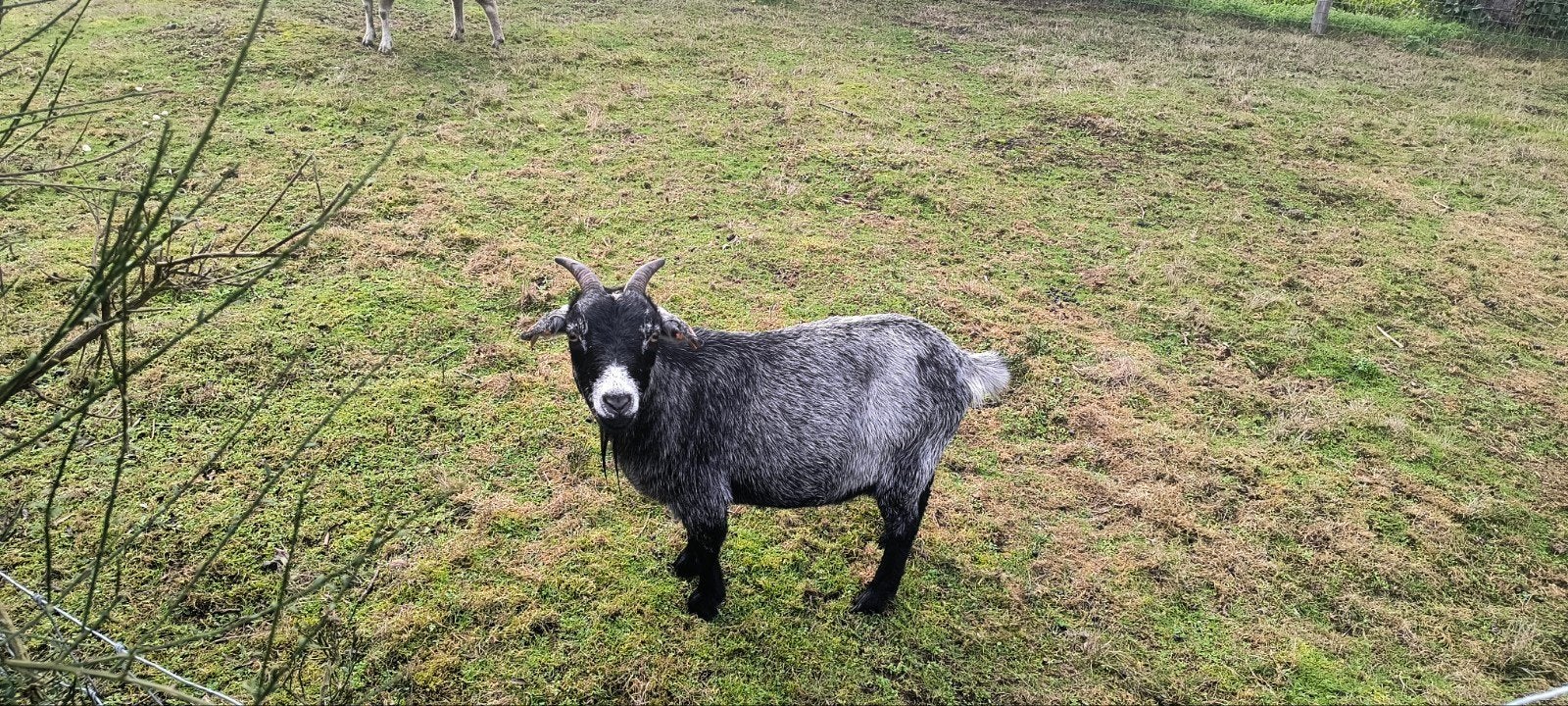 Blauwschimmel geit, Dieren en Toebehoren, Vrouwelijk, Geit, 3 tot 5 jaar