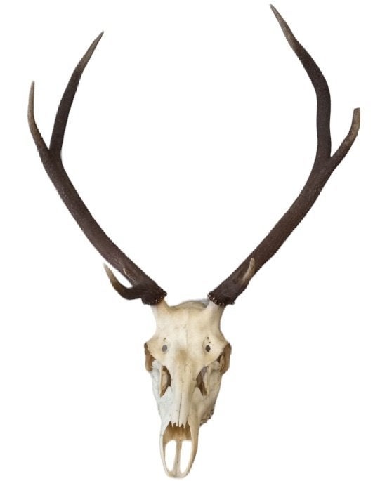 oud hertegewei. 85 cm totale hoogte, Ophalen