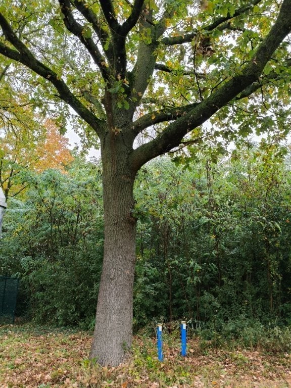 Brandhout Eik en Boskers op stam in Maasmechelen, 6 m³ of meer, Ophalen, Eikenhout, Stammen