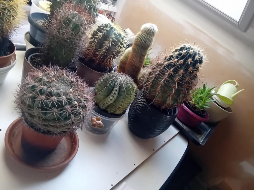 Verschillende grote cactussen, Enlèvement