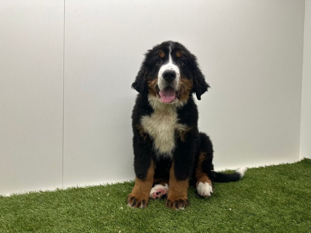 Berner Sennen pups, België, Reu, 8 tot 15 weken, Parvo