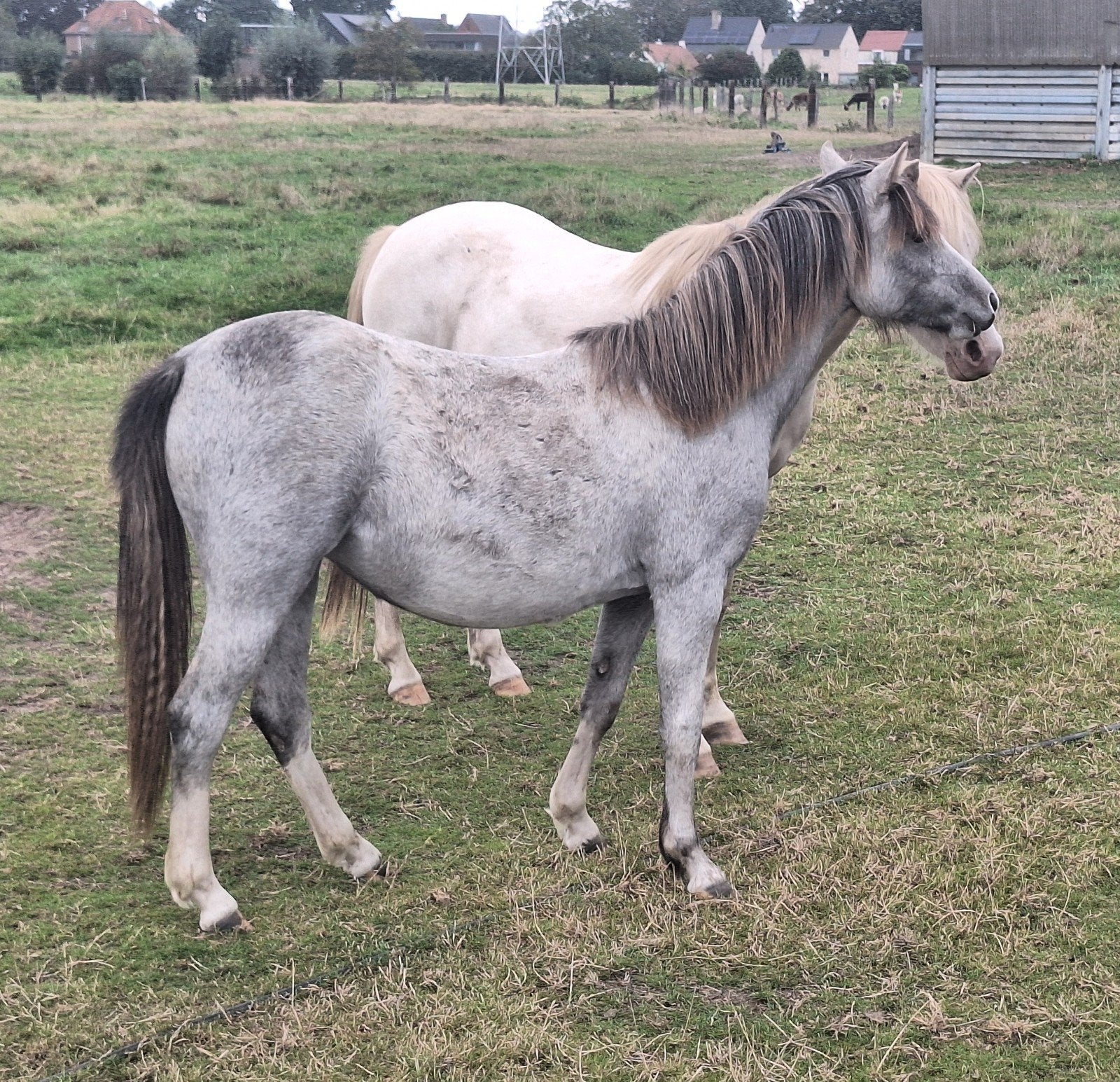 heel mooie lieve jaarling welsh sectie B merrie, Dieren en Toebehoren, Merrie, Met stamboom, 0 tot 2 jaar, C pony (1.27m tot 1.37m)