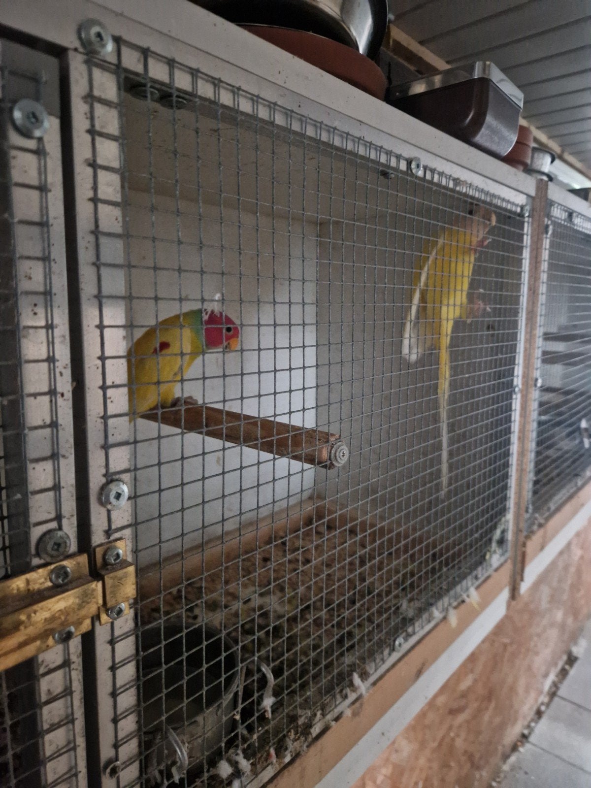 koppel pruimkopparkiet mutaties, Meerdere dieren, Parkiet, Geringd