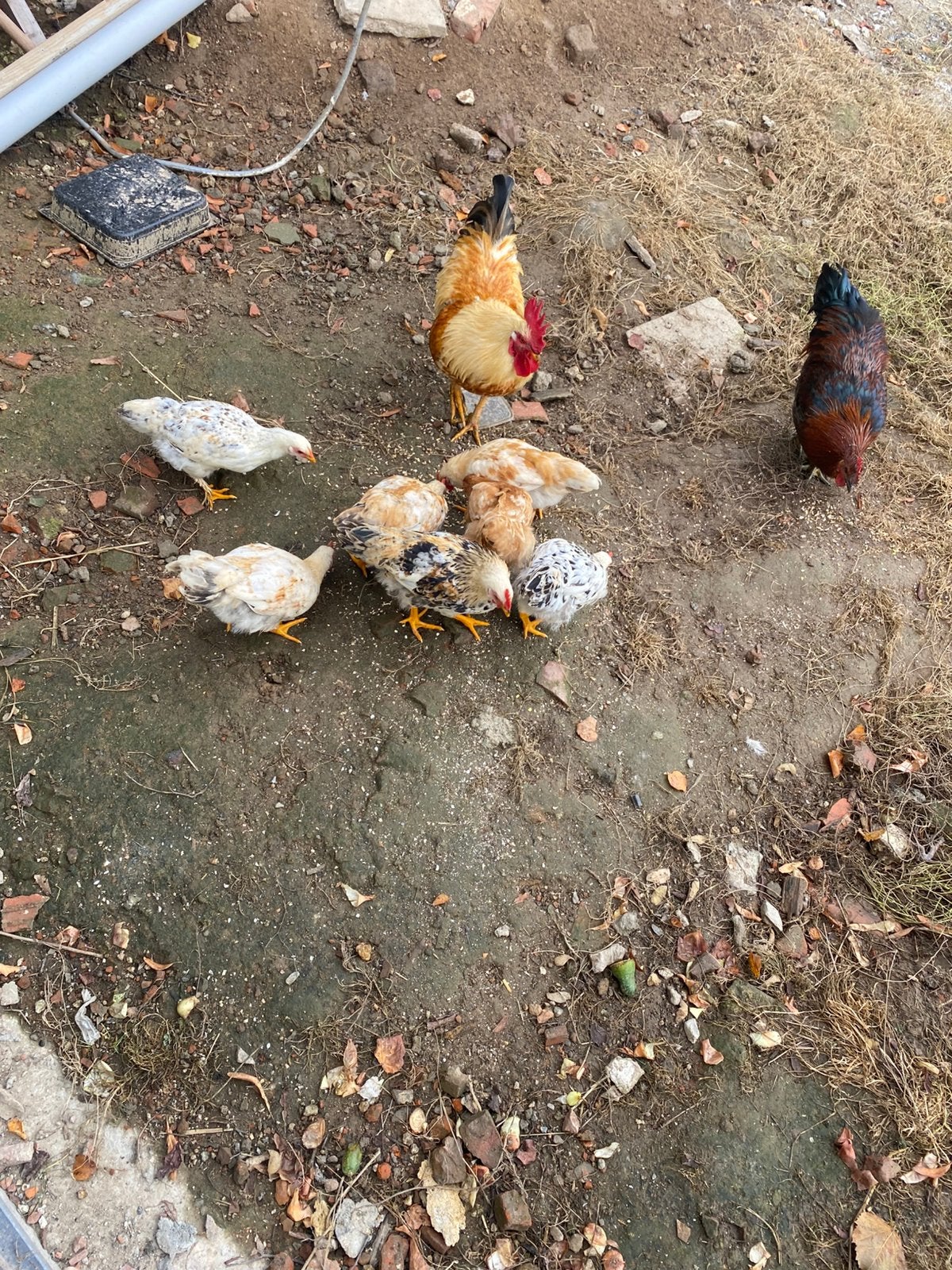 Gratis 12 kippen, Meerdere dieren, Kip