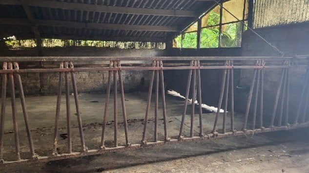 3 Cornadis artisanal REGLABLE pour jeunes bovins, Élevage