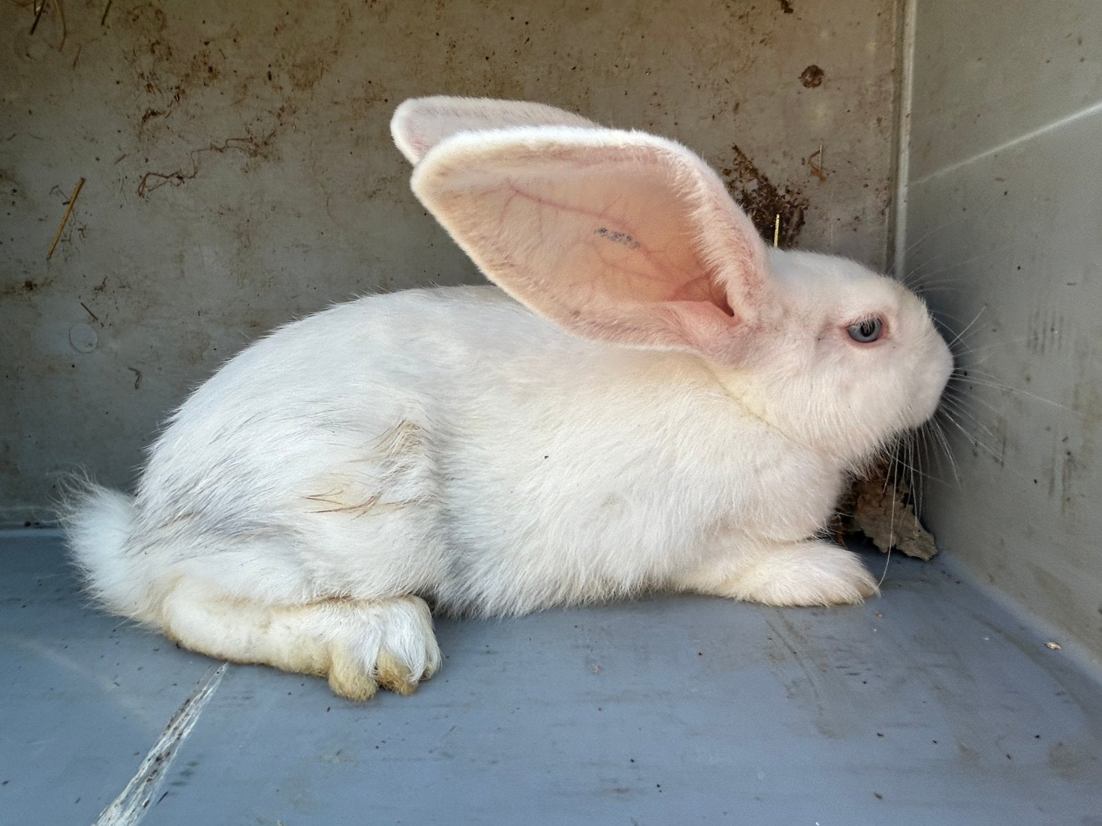 Duitse reus - man, Mannelijk, Groot, 0 tot 2 jaar