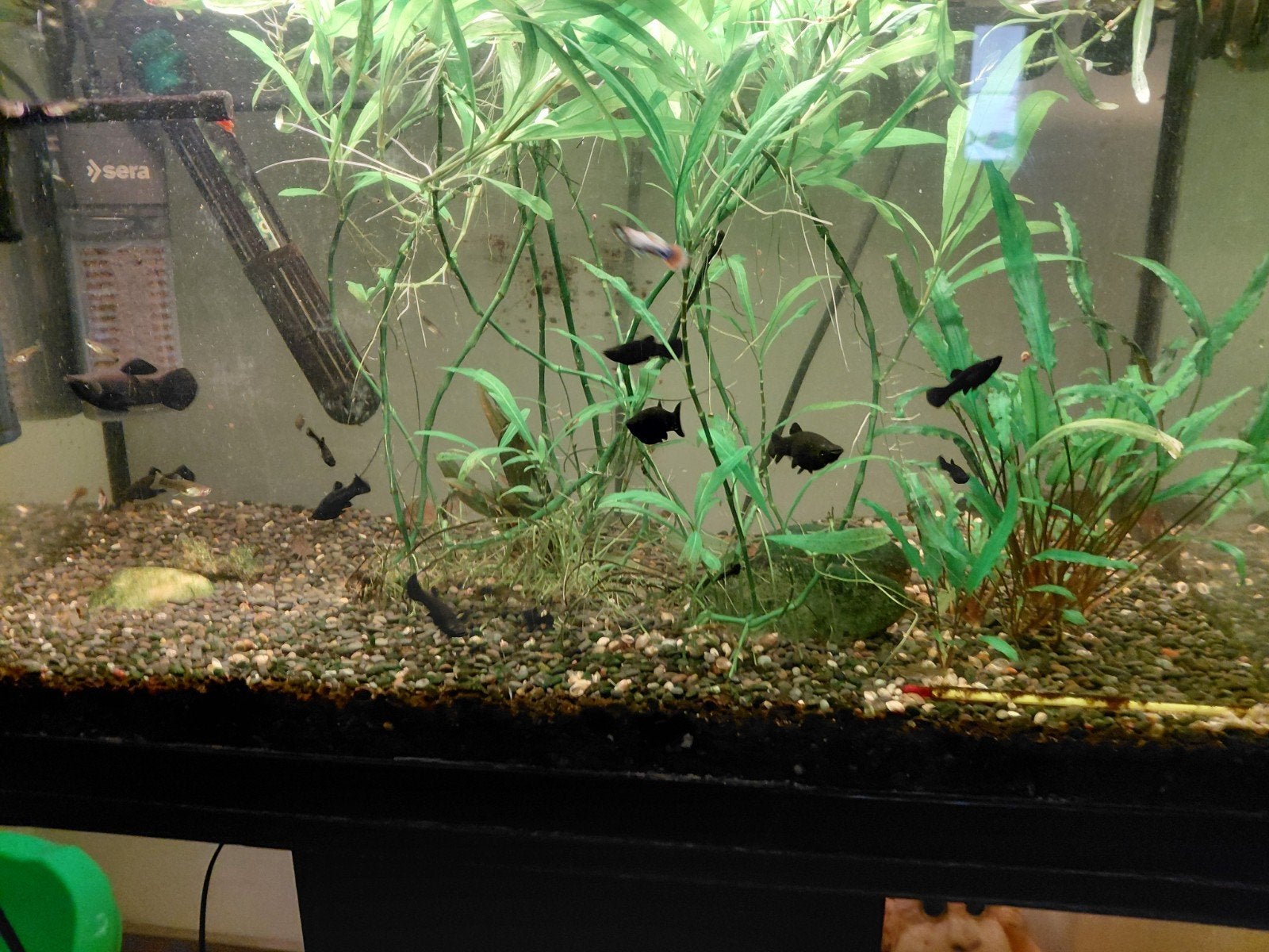 Jonge zelfgekweekte black molly's, Dieren en Toebehoren, Ophalen, Nieuw