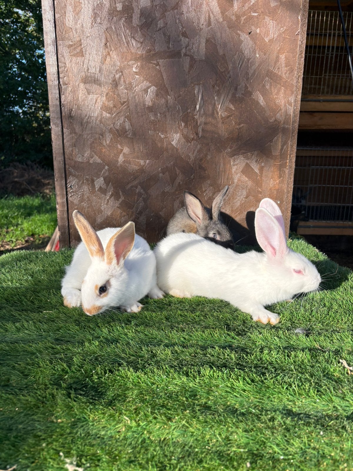 Jonge mooie grote konijnen te koop, Dieren en Toebehoren, Groot