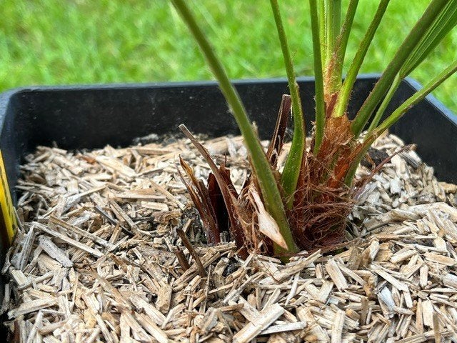 Trachycarpus fortunei x nanus, Jardin & Terrasse, Plantes | Arbres, Enlèvement ou Envoi, En pot, Moins de 100 cm, Ombre partielle