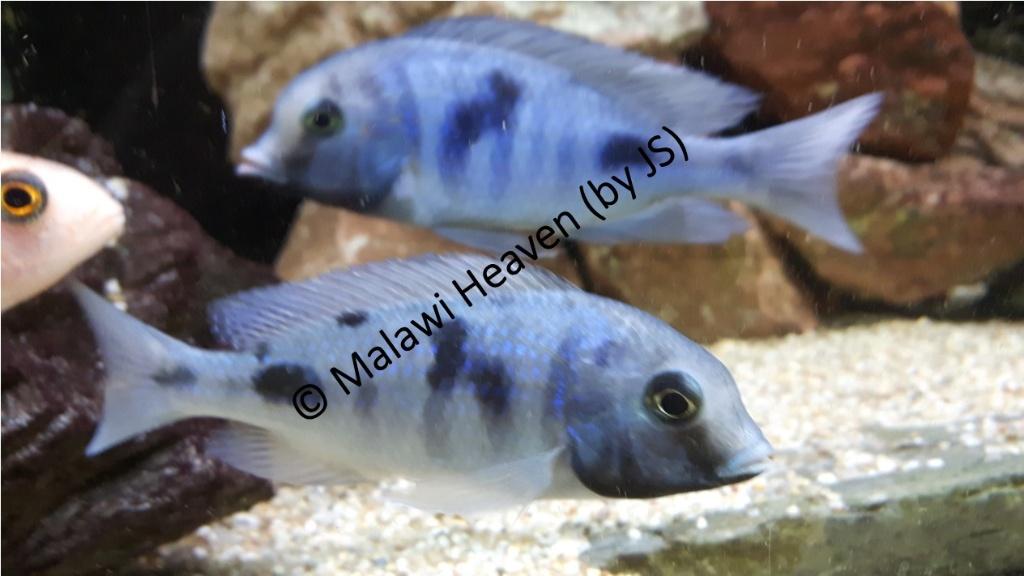 Cyrtocara moorii (Dolfijn) malawi cichliden, Dieren en Toebehoren, Vis, Zoetwatervis, Schoolvis