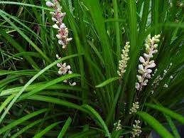Liriope Spicata aan opruimprijs, Ophalen, Halfschaduw