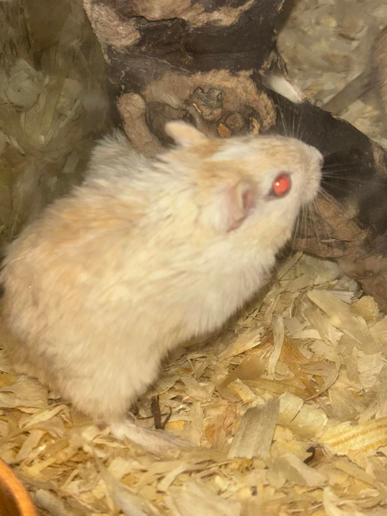 Jonge gerbils 5€ p/st (+|- 30st)