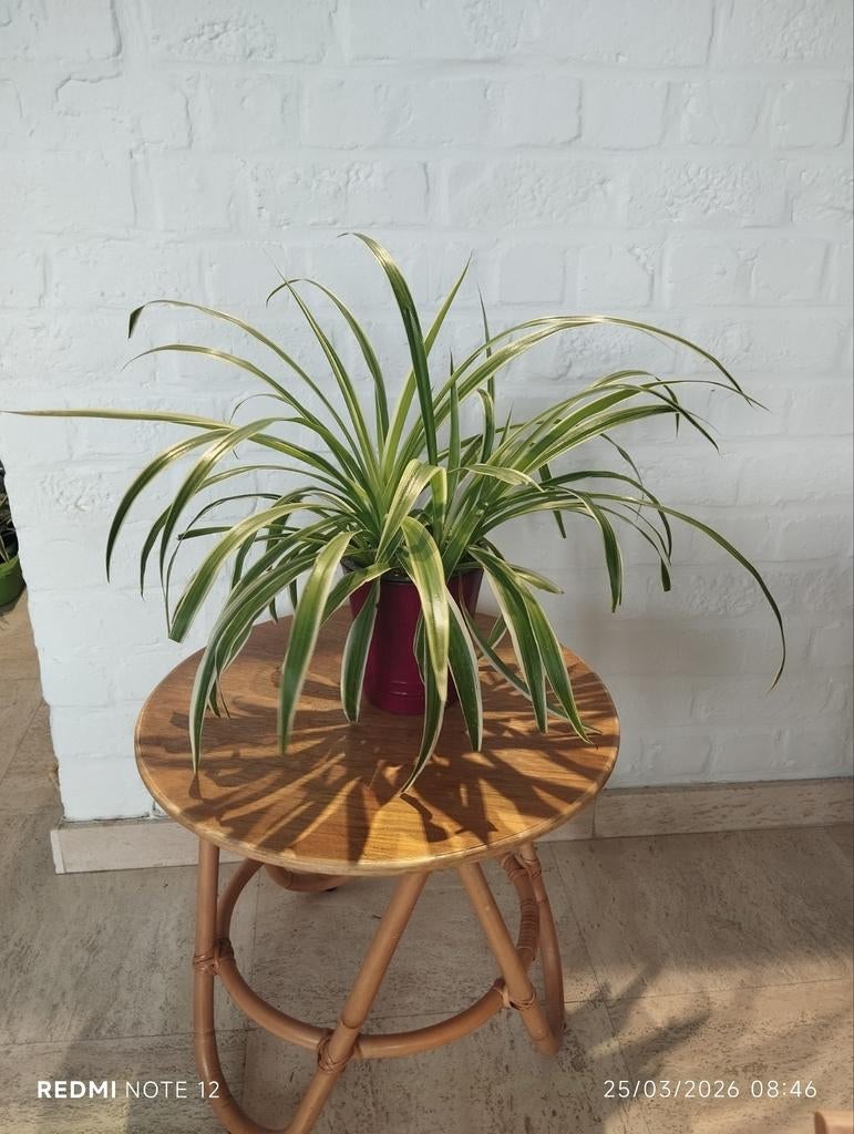 Plante araignée Chlorophytum comosum, Jardin & Terrasse, Bacs à fleurs & Jardinières, Enlèvement, Intérieur