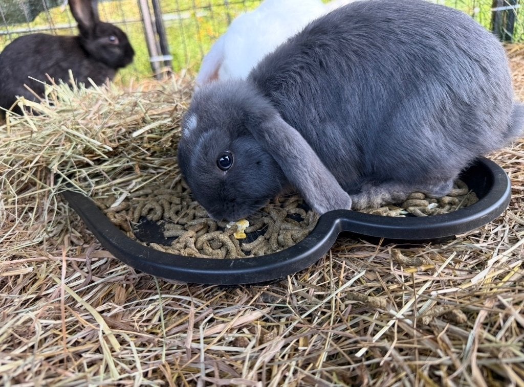 Konijn - minilops