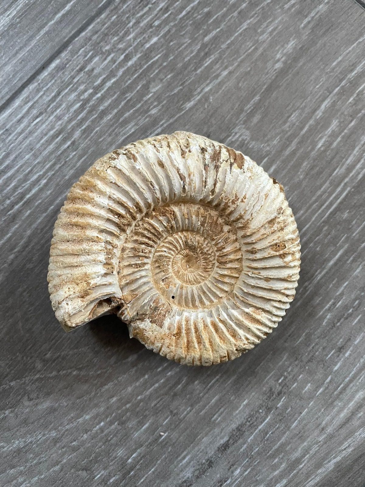 Ammoniet, Verzamelen, Mineralen en Fossielen, Ophalen of Verzenden, Fossiel
