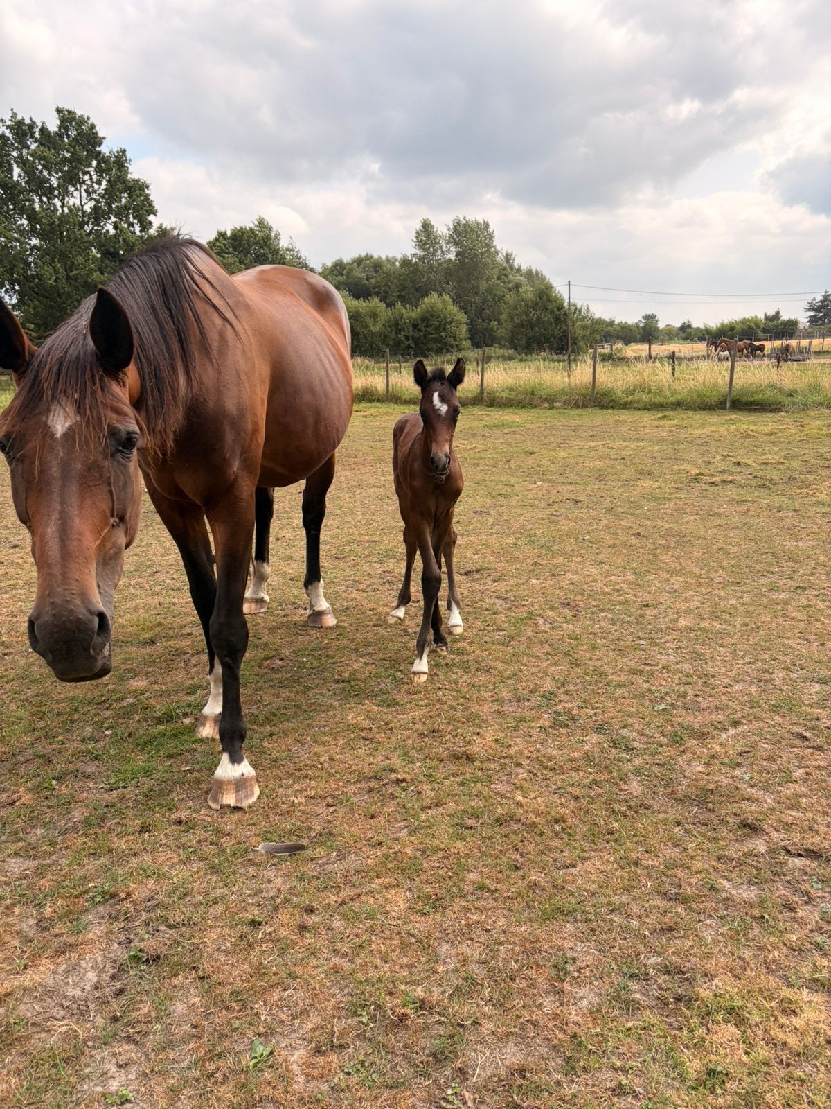 Braaf recreatiepaard, Dieren en Toebehoren, Merrie, Met stamboom, L, 11 jaar of ouder