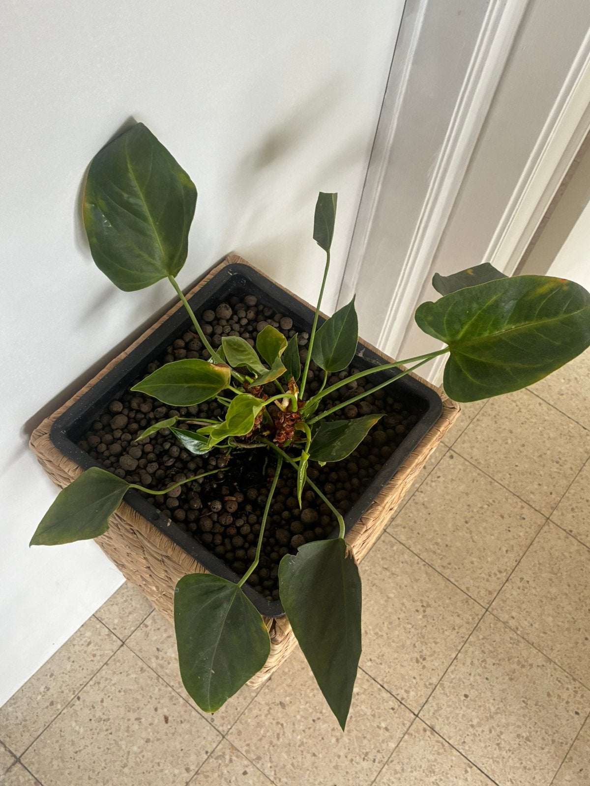 Plantenstandaard van gevlochten waterhyacint incl plant, Ophalen