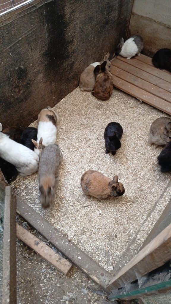 Vrouwtjes konijnen 15 euro per stuk, Dieren en Toebehoren, Pluimvee