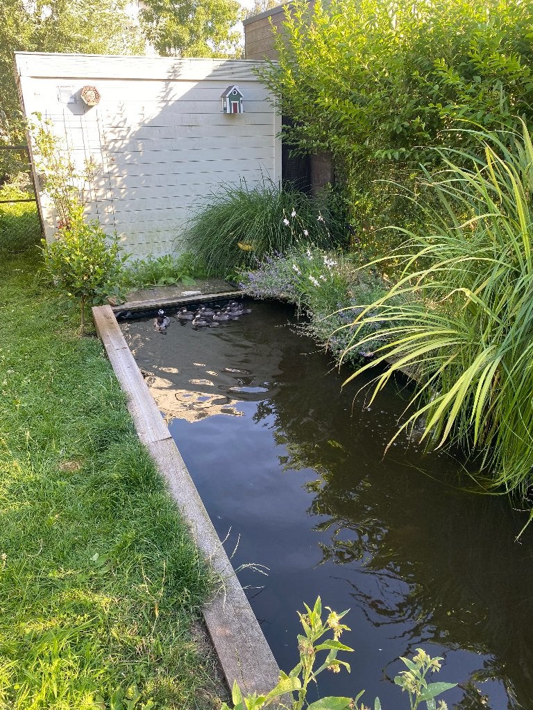 Buffelkopeend man, Mannelijk, Eend