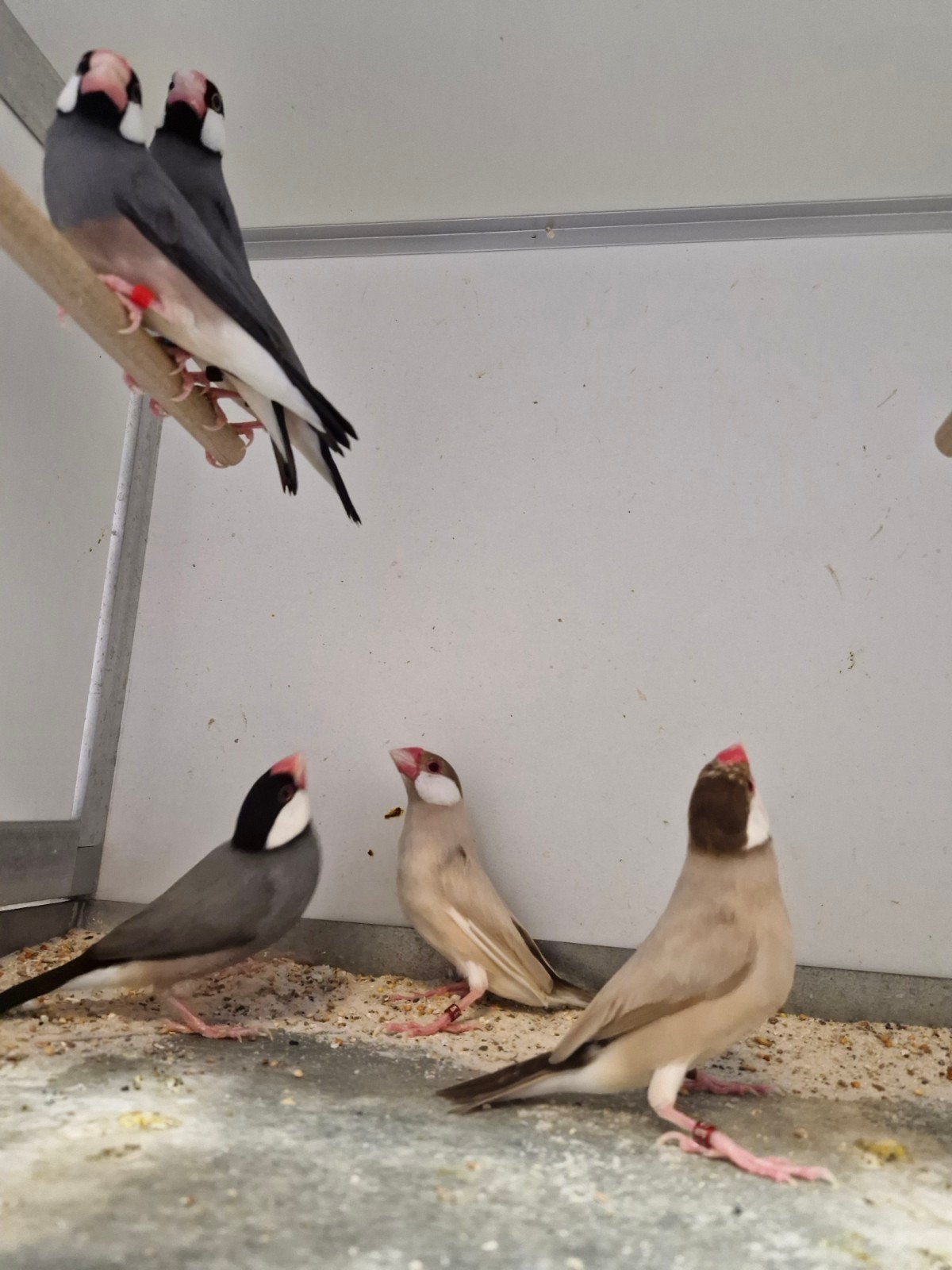 Rijstvogels te koop mokka en wildkleur split mokka