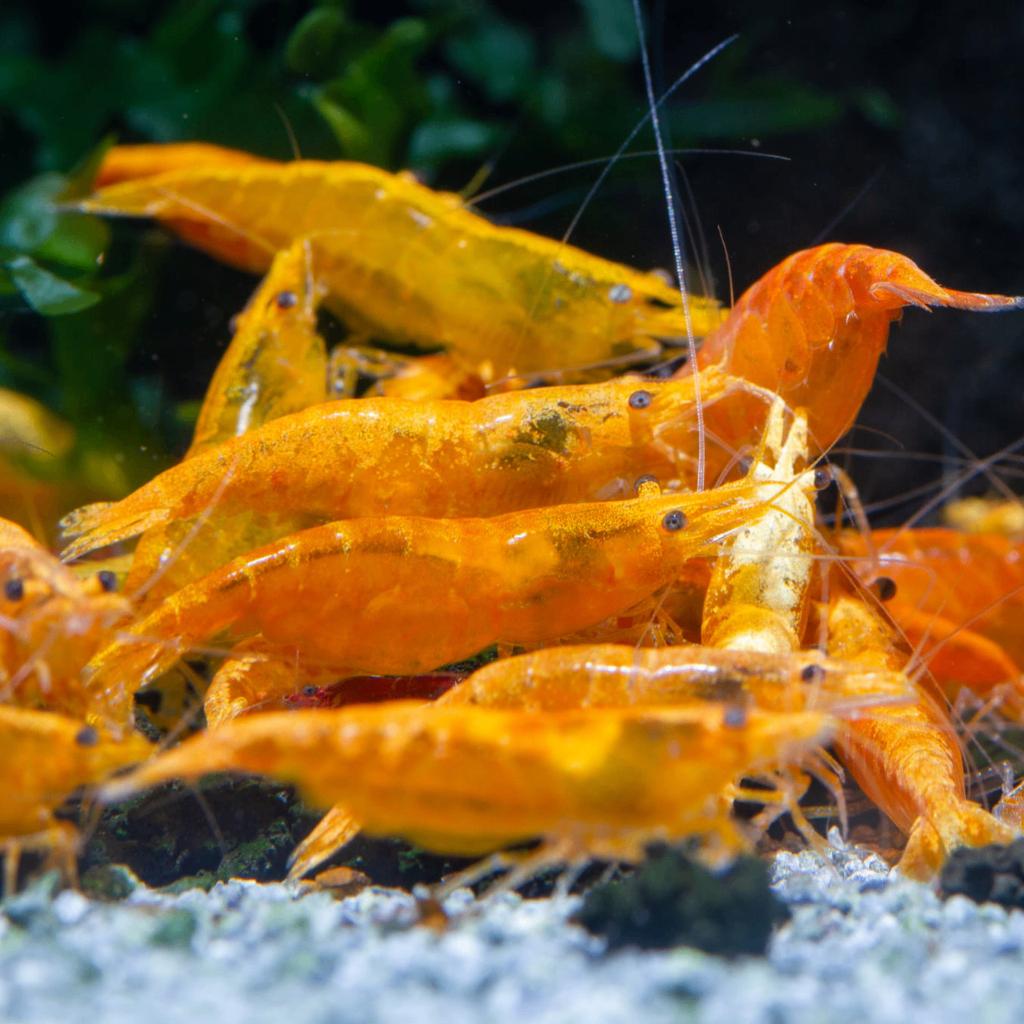 Crevettes sanglantes à l'orange Neocaridina, Homard, Crabe ou Crevette, Poisson d'eau douce