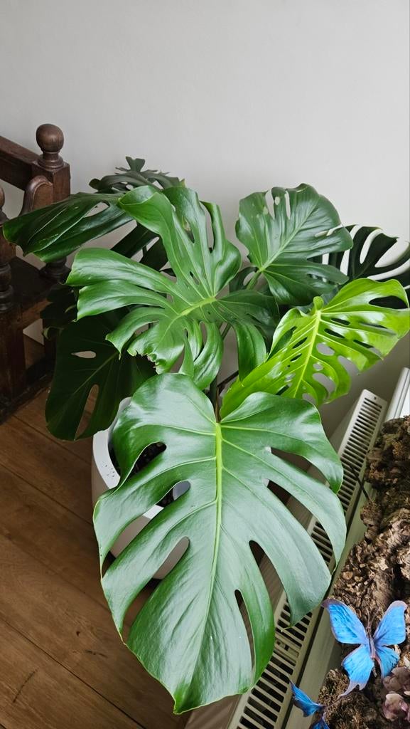 Plante adulte Monstera XXL, Enlèvement