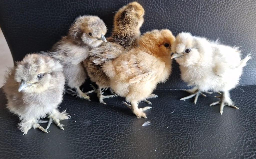 Zijdehoen kuikentjes. Verschillende kleuren!!, Dieren en Toebehoren, Pluimvee