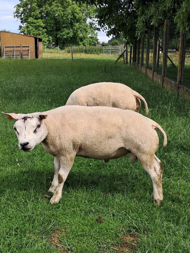 Texel jaarlingrammen te koop, Mannelijk, Schaap, 0 tot 2 jaar