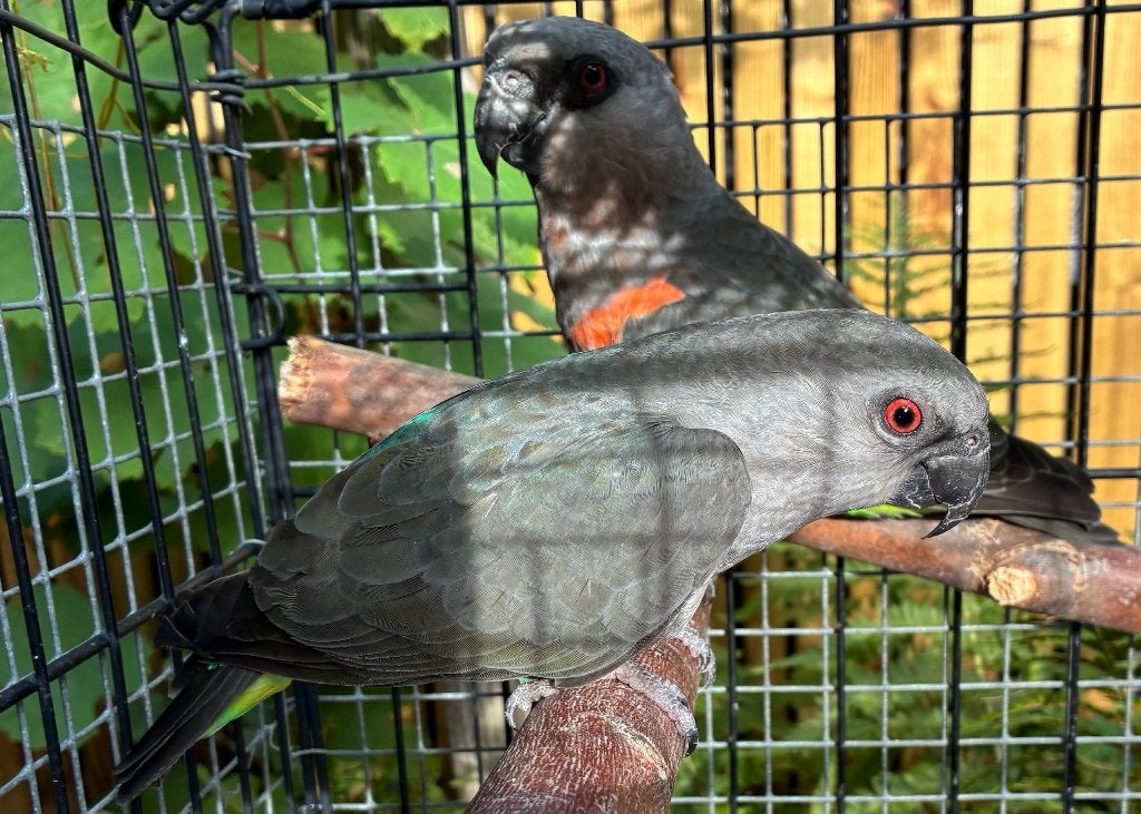 1-1 Poicephalus Rufiventris 2019, Animaux & Accessoires, Oiseaux | Perruches & Perroquets, Plusieurs animaux, Perroquet, Bagué