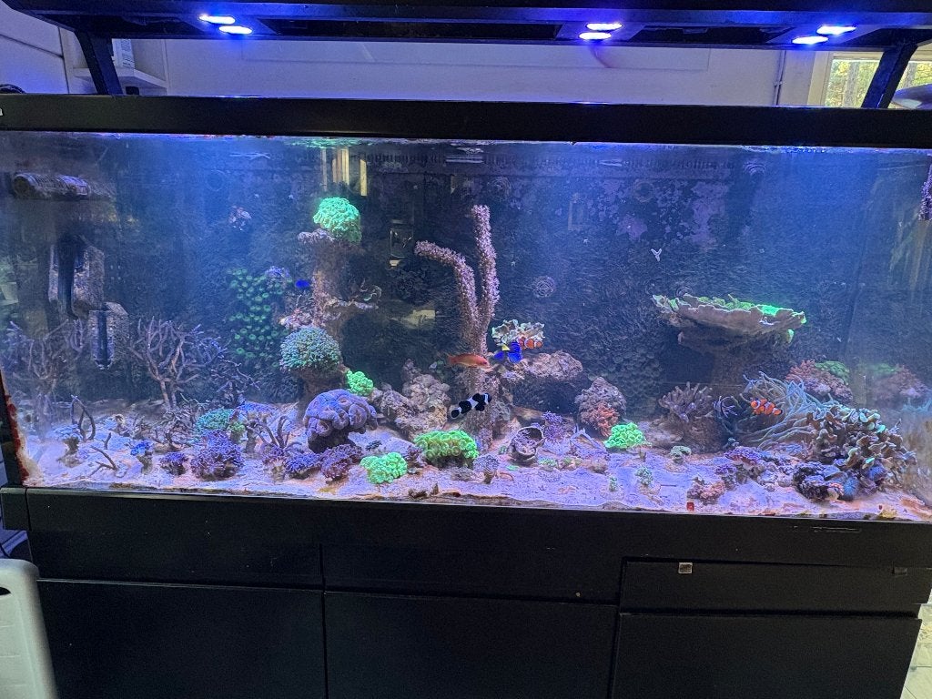 Totale inhoud zeeaquarium, Dieren en Toebehoren, Ophalen, Zo goed als nieuw, Gevuld zeewateraquarium