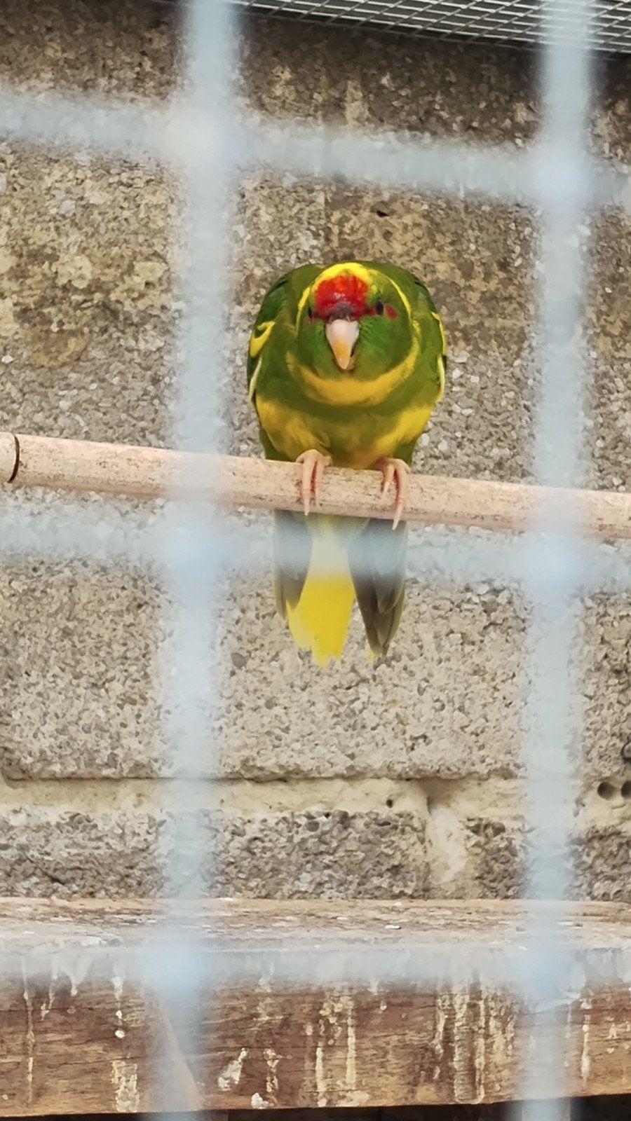 KAKARIKI, Animaux & Accessoires, Oiseaux | Perruches & Perroquets