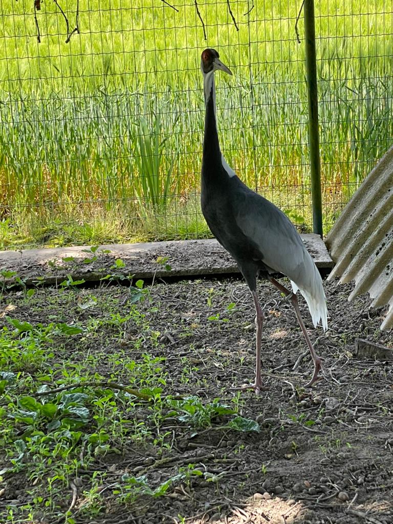 Witnekkraanvogel kweekvrouw, Dieren en Toebehoren, Vrouwelijk, Overige soorten