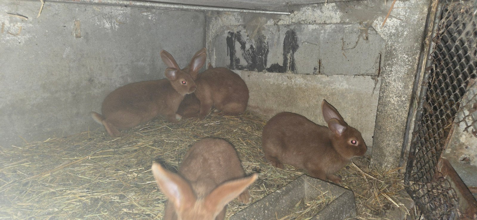 fauve de bourgogne, Animaux & Accessoires, Juillet, Plusieurs animaux