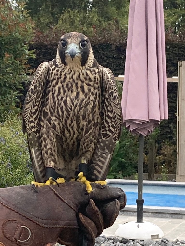 slechtvalk tarsel, Mannelijk, Roofvogel, Geringd