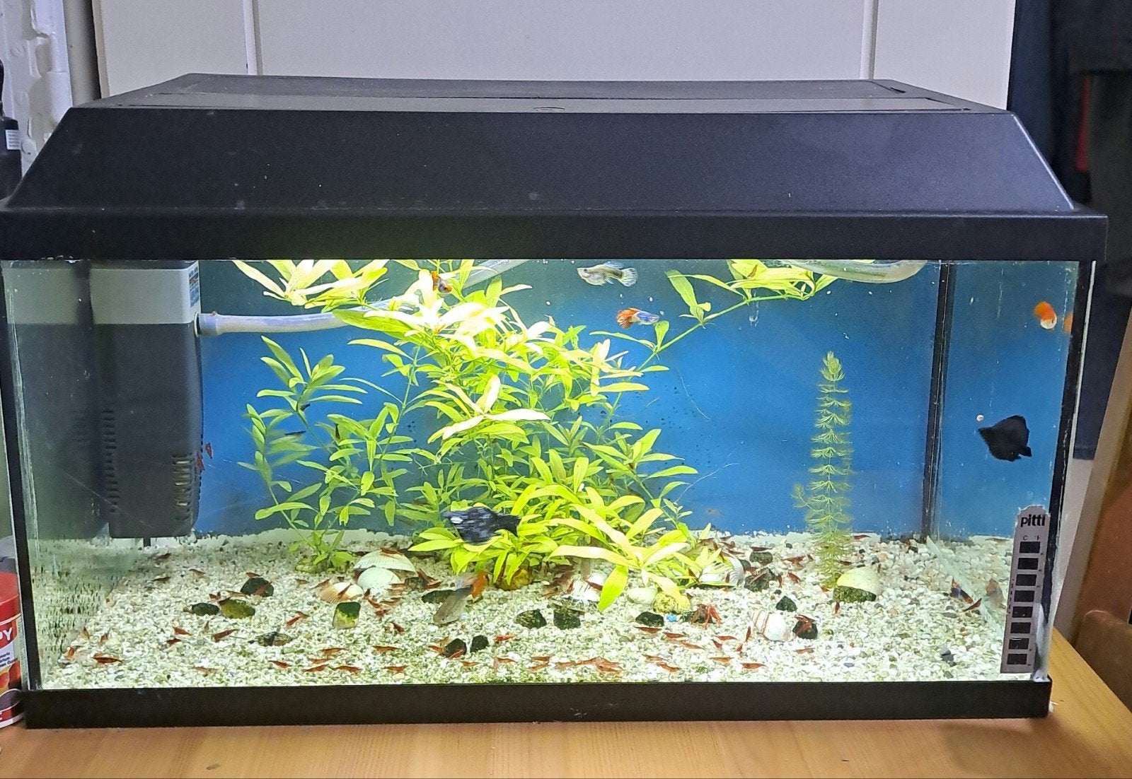 €50, Dieren en Toebehoren, Ophalen of Verzenden