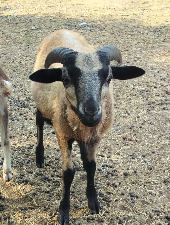 Schaap Wildshire Horn - Kameroen, Plusieurs animaux, Mouton, 0 à 2 ans