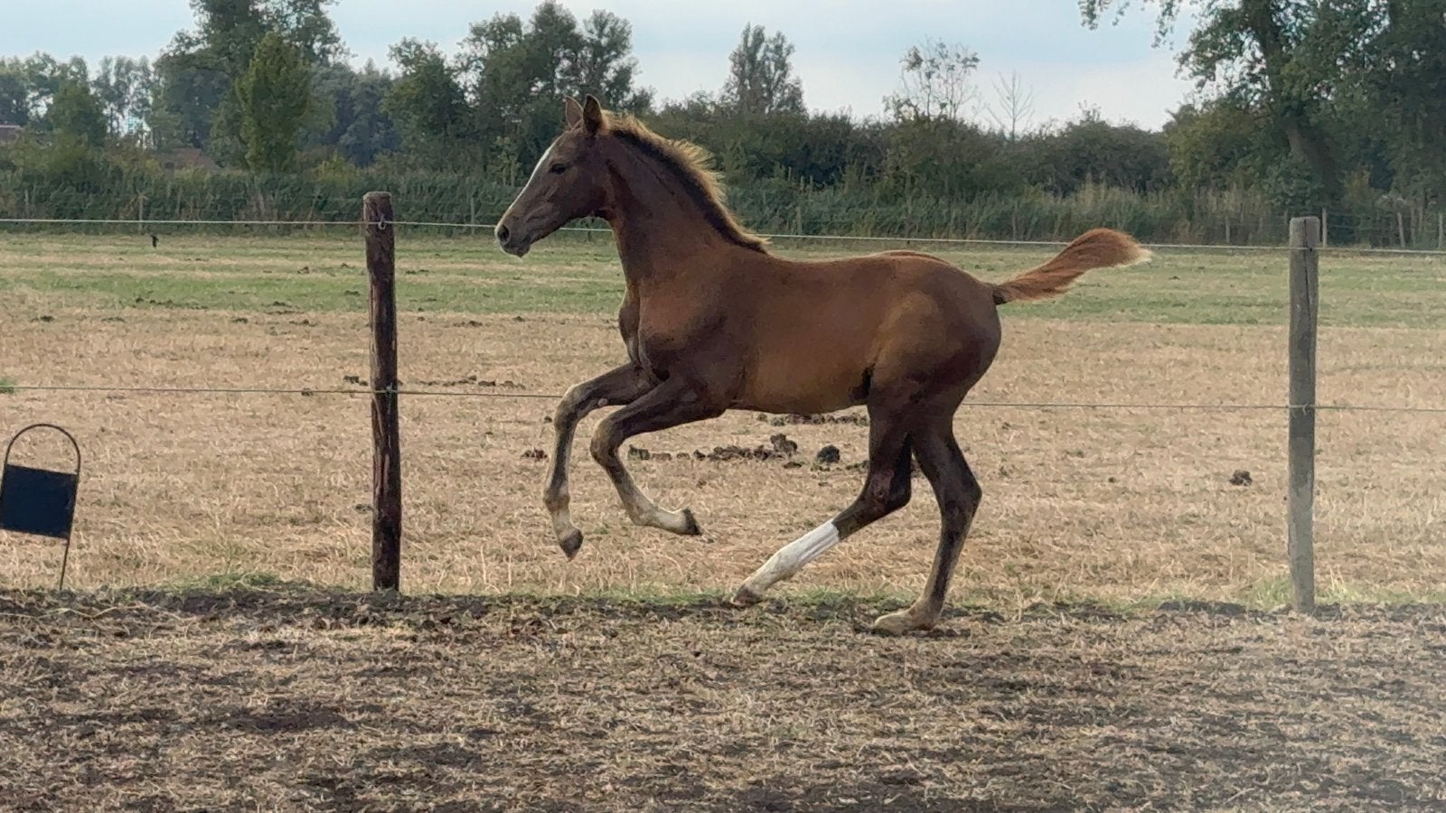 Springgefokt merrieveulen, Merrie, Springpaard, Met stamboom, 0 tot 2 jaar