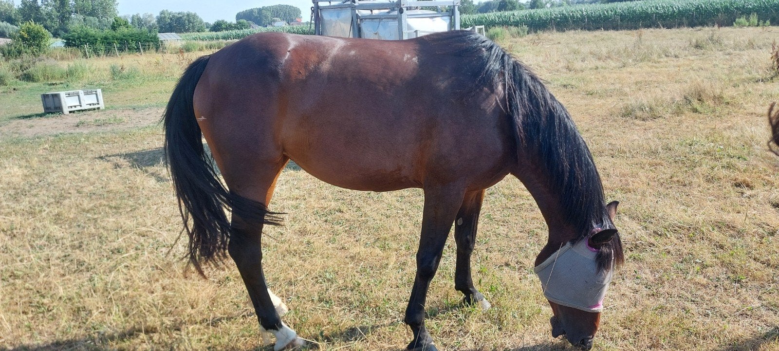 4-jaarse merrie, Animaux & Accessoires, Chevaux, Jument, Débourré, 160 à 165 cm, 3 à 6 ans
