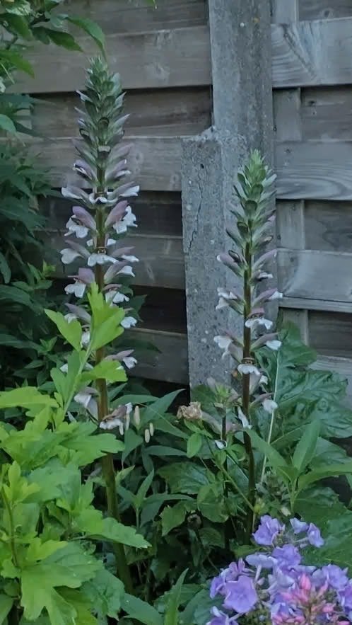 Acanthus plantjes, laatste, Tuin en Terras, Planten | Tuinplanten, Volle zon, Vaste plant, Zomer, Ophalen