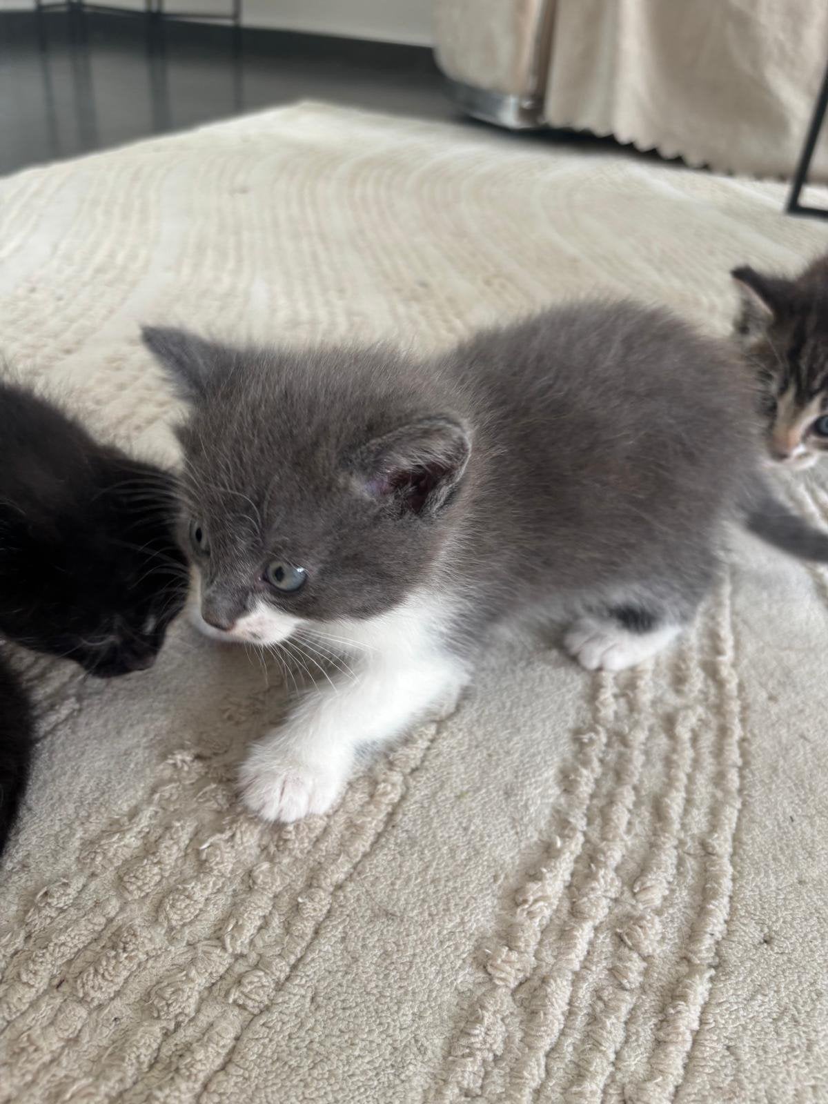 Noorweegse boskat zoekt warm nestje, Dieren en Toebehoren, Poes, Met stamboom, 0 tot 2 jaar