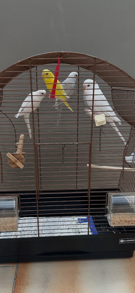 Albino / lutino / wit blauw met of zond kooi, Dieren en Toebehoren, Meerdere dieren, Parkiet