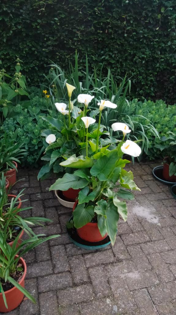 Aronskelken in pot of snijbloemen, Tuin en Terras, Planten | Tuinplanten, Ophalen