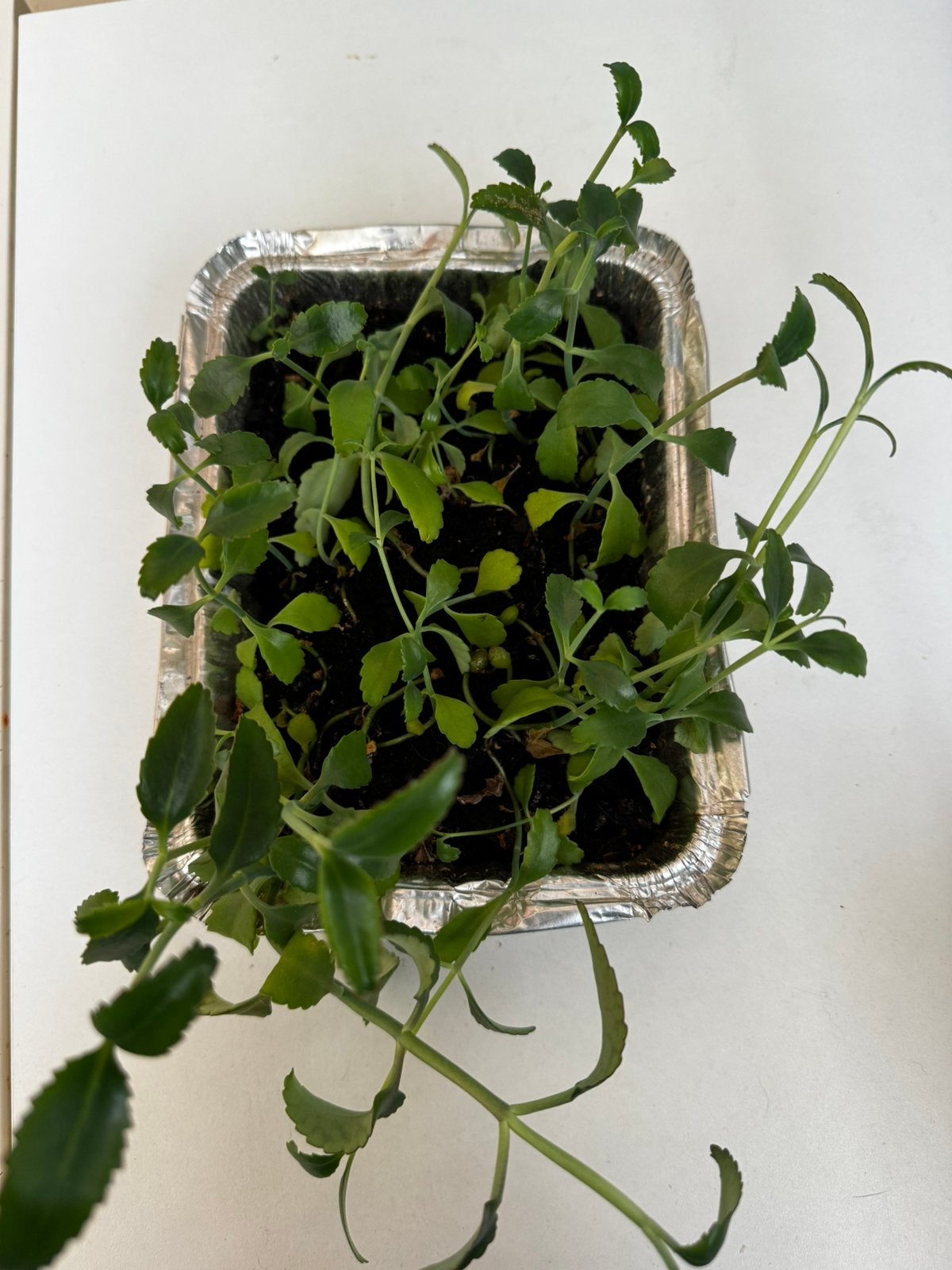Jonge Kalanchoë’s «Mother of Thousands » om te potten, Ophalen, Vetplant, Minder dan 100 cm, Volle zon